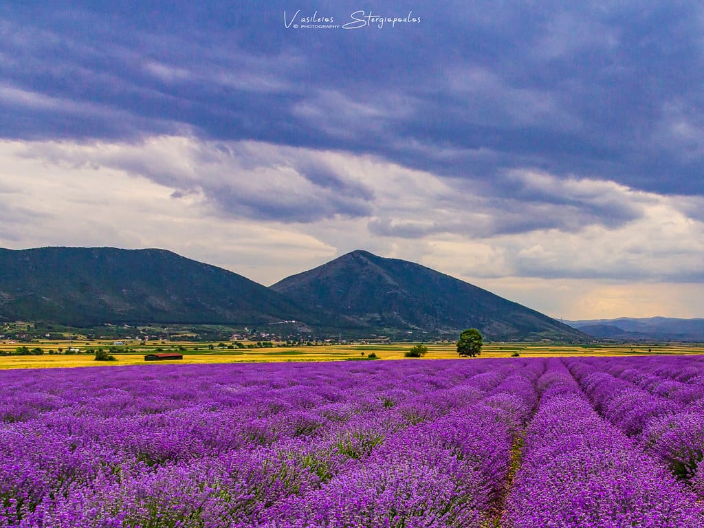 Local Experience Tour